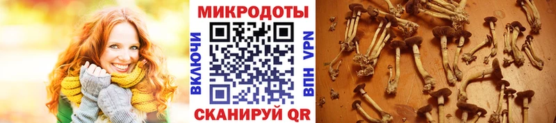 наркошоп  Когалым  Псилоцибиновые грибы мицелий 