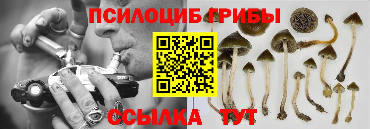 Псилоцибиновые грибы Psilocybine cubensis  Псилоцибиновые грибы Magic Shrooms  как найти   Когалым 